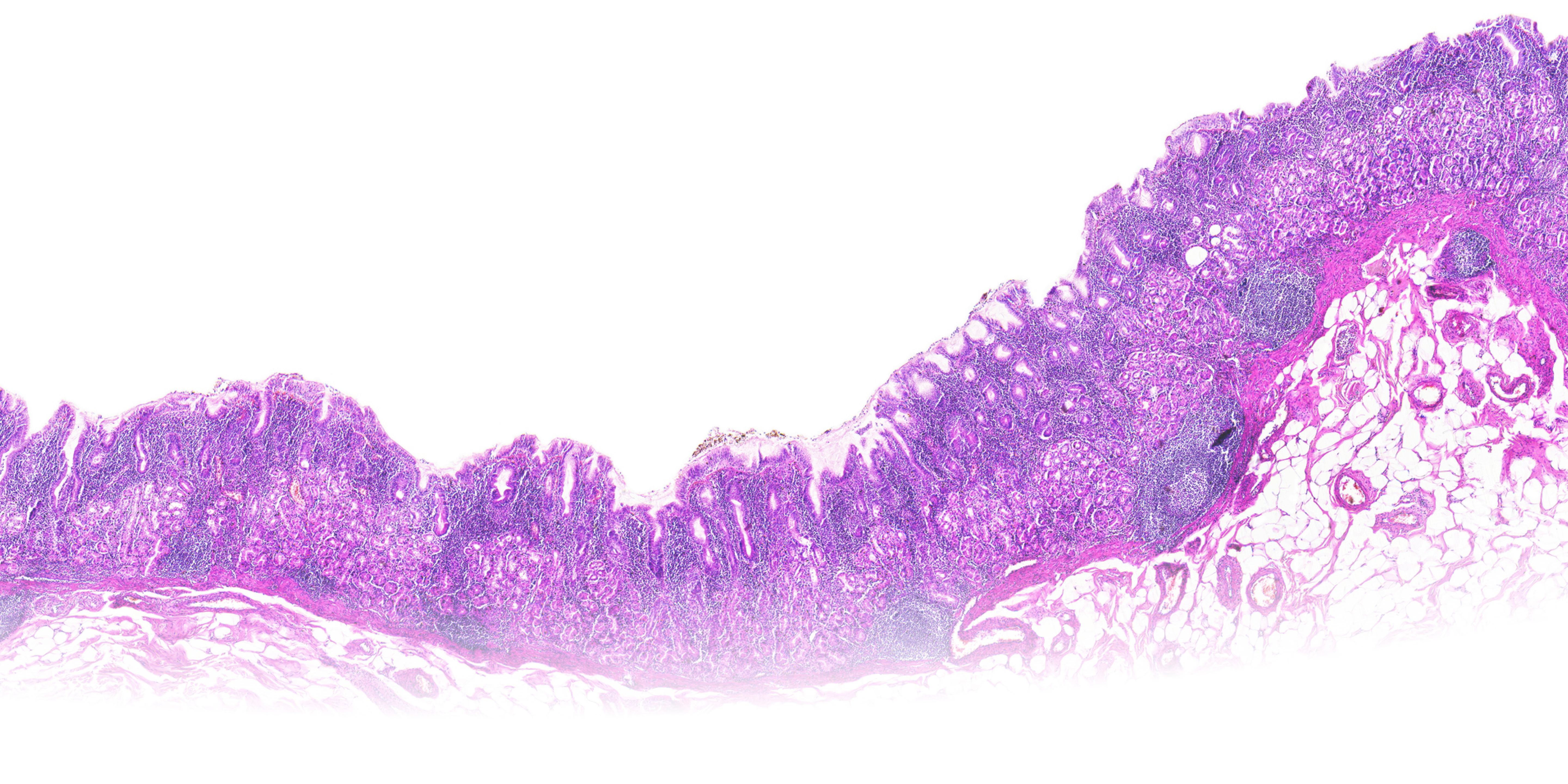 Stain Cell Tissue Background 