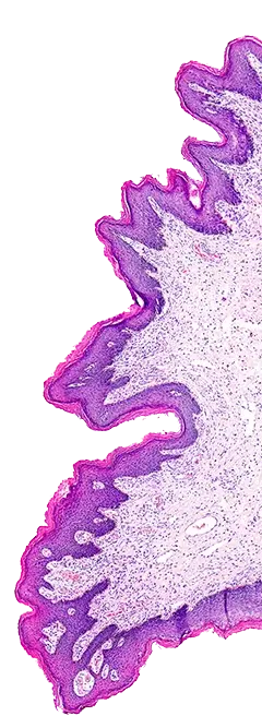 Stain cell image background